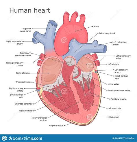 Heart Anatomy Medical Vector Illustration Stock Vector Illustration