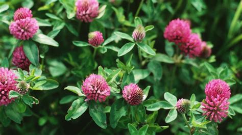 50 Unbelievable Benefits Of Red Clover Ultimate Guide 2024