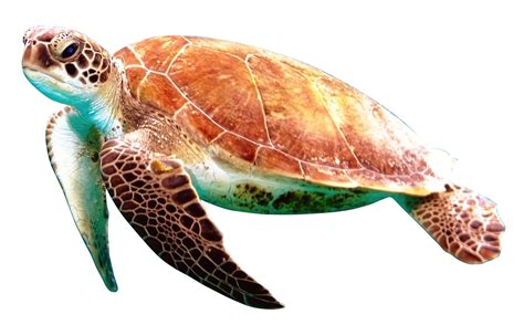 Download Turtle Png Image For Free