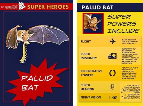 Unsung Heroes The Amazing Superpowers Of Bats Super Hero Pallid Bat