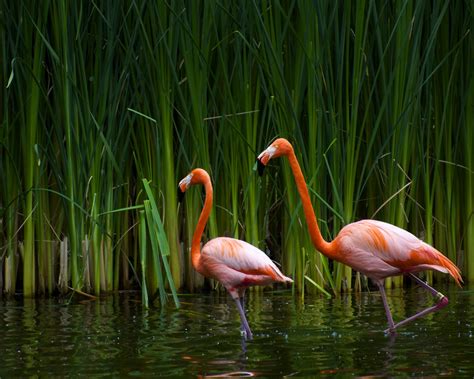 Flamingos Birds Nature Wallpapers Hd Desktop And