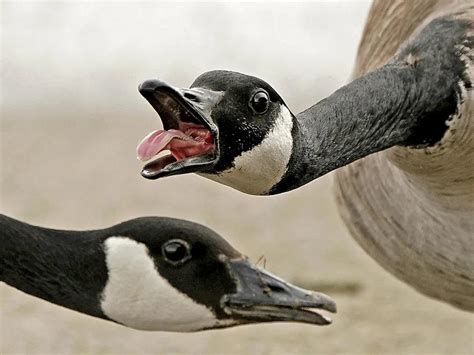 The Look Of This Angry Canadian Gooses Mouth Roddlyterrifying