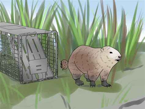 How To Trap A Groundhog 12 Steps With Pictures Wikihow