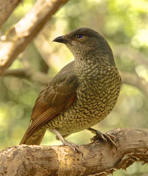 Satin Bowerbird Pictures