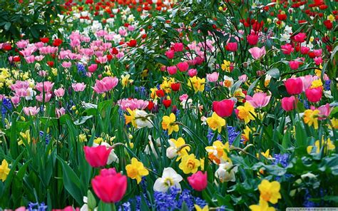 May Spring May Flowers Hd Wallpaper Pxfuel