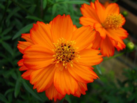 Orange Cosmos Flower Wallpaper