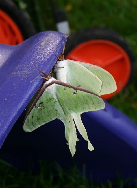 B5-Luna Moths – 5 Minutes with Joe
