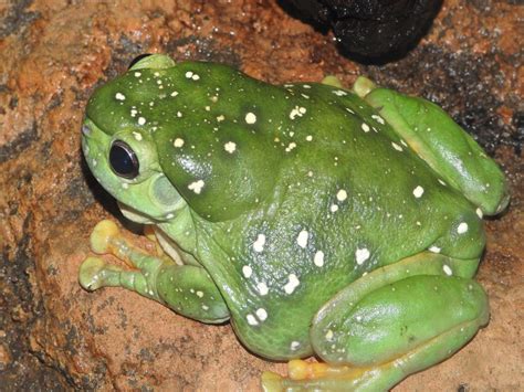 Magnificent Tree Frog | SIMILAR BUT DIFFERENT IN THE ANIMAL KINGDOM