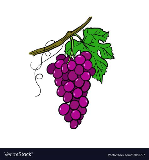 How To Draw Grapes Amountaffect17