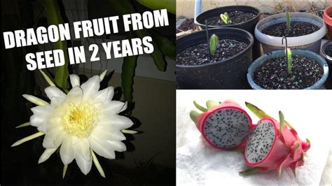 From Seed To Dragon Fruit In 2 Years Youtube