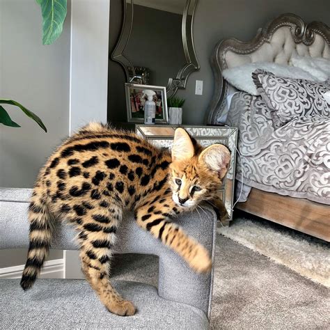 Exotic Savannah Cat For Sale Bengal Cat For Sale Serval Cat For