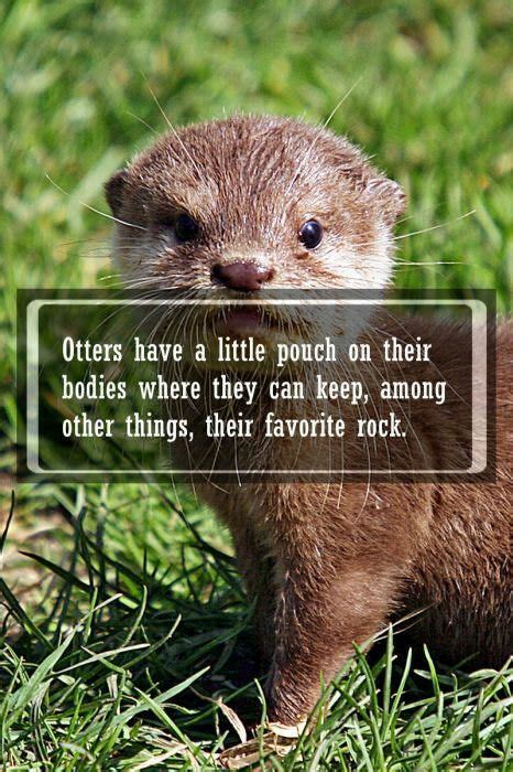 Otters Are Awesome I Myself Have A Pouch For My Favorite Snack