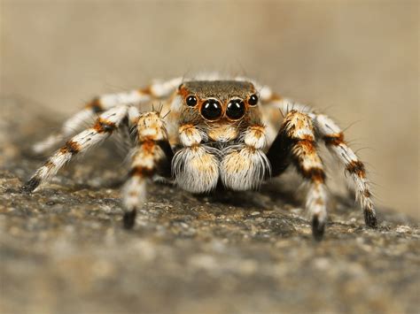 Facts On Tarantula Spiders Learn About Nature