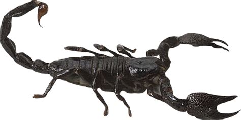 Scorpion Png Transparent Image Download Size 528x263px