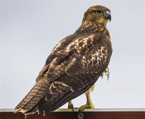 Juvenile Red Tailed Hawk Wisconsin Rwildlifephotography