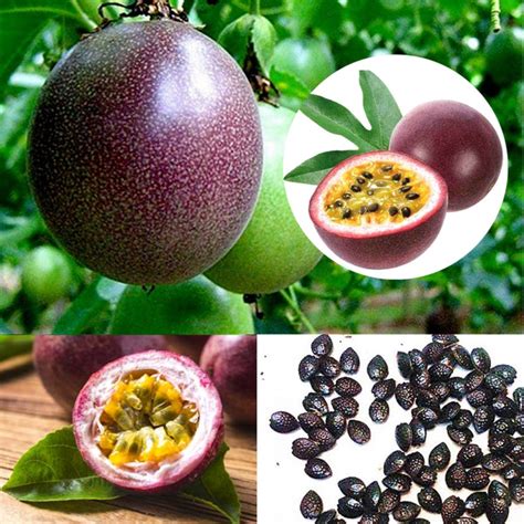 √ Fruits With Seeds Pictures Mon Blog Jardinage