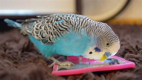 Budgie Singing To Mirror Relaxing Sounds Youtube