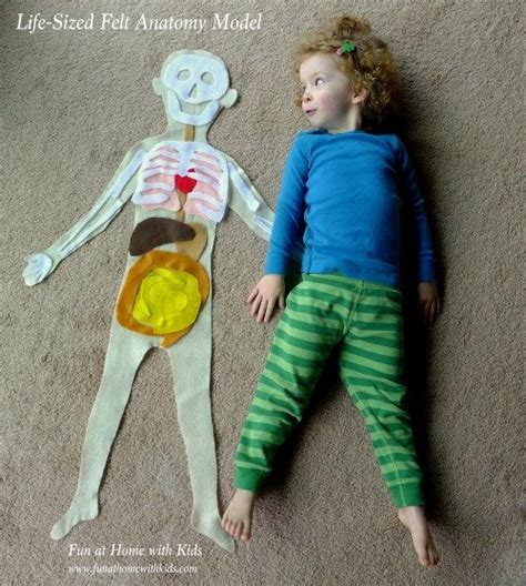 Digestive system diagram unlabeled blank digestive system. Human Body Activities for Kids - I Can Teach My Child!