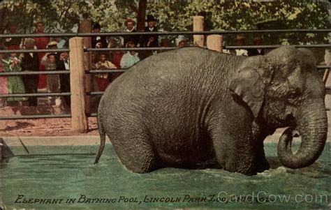 Elephant In Bathing Pool Lincoln Park Zoo Chicago Il Elephants