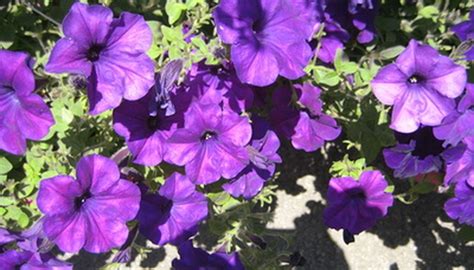 Identify 13 common lawn and garden weeds by photo and description, especially in the home garden and lawn. Purple Flower Identification | Garden Guides