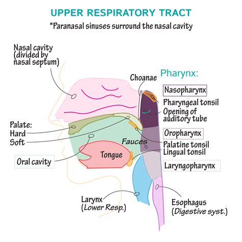 Upper And Lower Airway Anatomy
