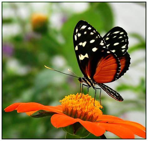Butterfly On Orange Flower By Juliboc Dpchallenge