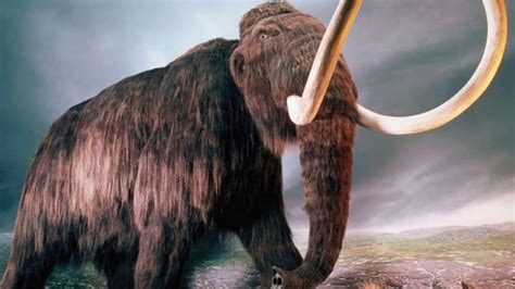 How Big Were Mammoths Youtube
