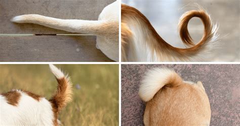 Tail Talk A Tale Of Dog Tail Types And Positions Pet Scoop