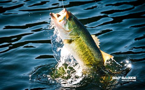 Fishing Fish Sport Water Fishes Lake River Bass Wallpapers Hd