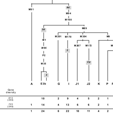 Phylogenetic Tree Of Y Chromosome Haplogroups Haplogroup Defining Download Scientific Diagram
