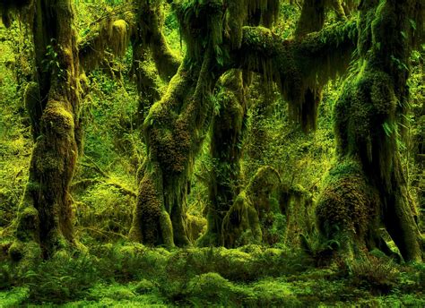 The Amazing Hoh What A Beautiful World Forest Forest Wallpaper