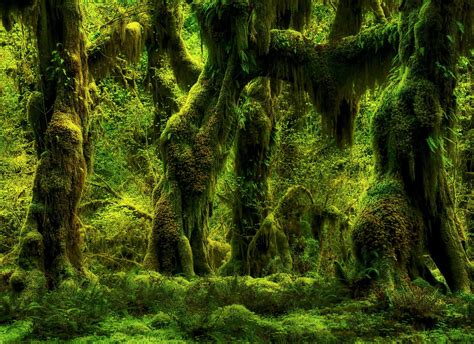 Search, discover and share your favorite anime background gifs. Rainy Forest Wallpapers HD Background | AWB