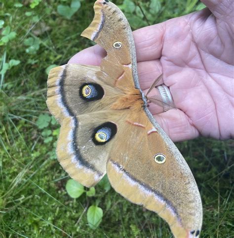 The Strange And Unsettling Experience Of Finding A Moth Following You