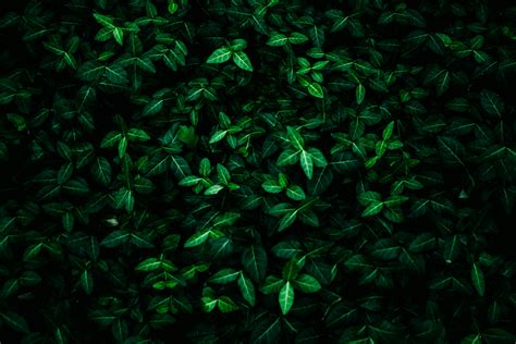 Green Leaves Photos Download The Best Free Green Leaves Stock Photos