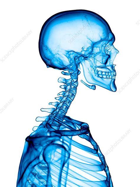 Human Cervical Spine Stock Image F0163257 Science Photo Library