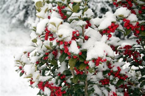 10 Plants That Stay Green All Year In Colorado Winters