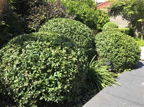 Topiary My Five Favourite Evergreen Shrubs