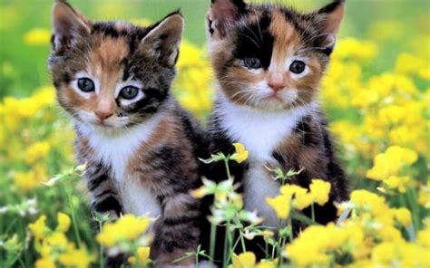 Cute Calico Kittens 2560x1600 Download Hd Wallpaper Wallpapertip