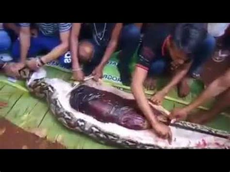 VIDEO 23 Foot Long Python Swallows Indonesian Woman The Yeshiva World