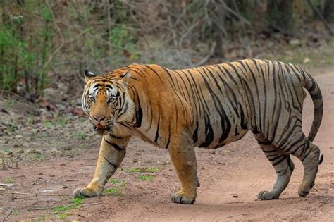 Like their giant relatives, these cats have. Why are tigers considered the largest of the big cats when ...
