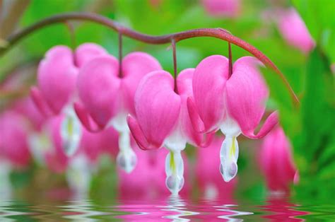 Dicentra are quick to come up in the spring, and their long stems with pendulous, romantic flowers beg to be admired. 27 Different Types of Bleeding Heart Flowers