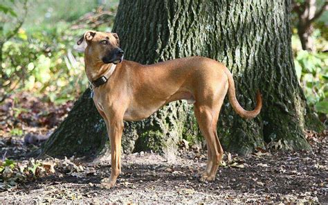 Not everyone wants a tiny little pup that they can fit in their pocket. Black mouth cur- characteristic, appearance and pictures