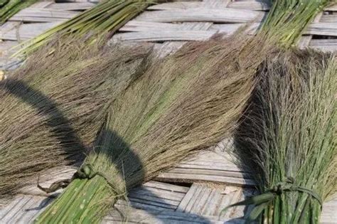 Broom Grass Wholesaler And Wholesale Dealers In India