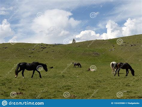 Horses In The Mountains Of Altai Western Siberia Stock Photo Image