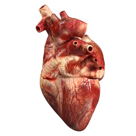 Corazón Humano Exacto Modelo 3d 89 3ds Blend Dae Fbx Obj Free3d