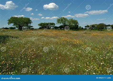 Flowery Field Stock Image Image Of Pollen Countryside 495217