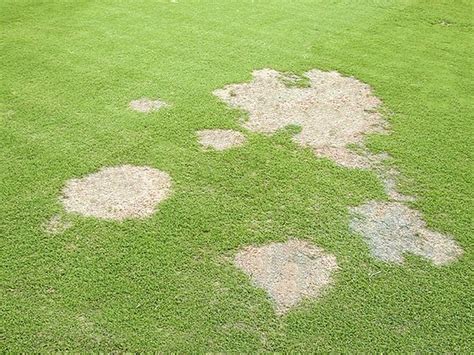 Bermuda Grass Dead Patches May Be Fungal Or Winter Kill Scene