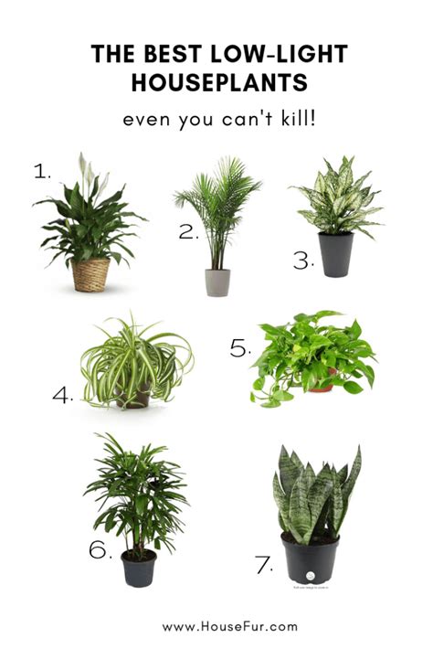 Best Indoor Plants With Low Light Ara House