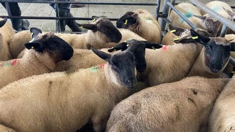 Positive Market Outlook For Lamb Prices Ifa Agrilandie