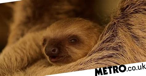 Watch Baby Two Toed Sloth Born At London Zoo To The Surprise Of